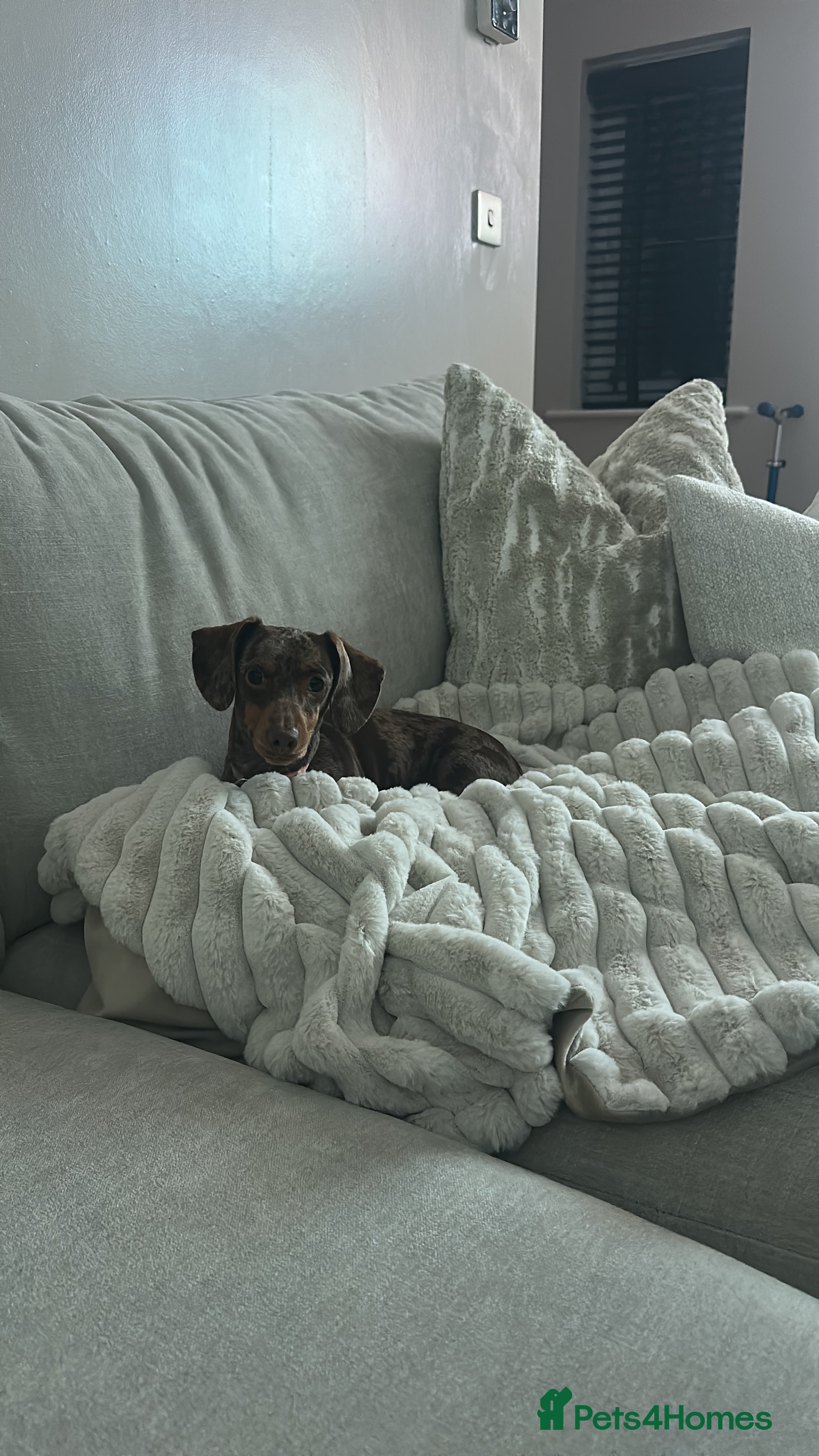 Miniature Dachshund dogs Miniature dachshund for sale female  - Advert 1