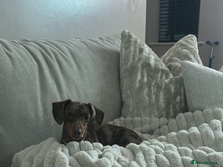 Miniature Dachshund dogs Miniature dachshund for sale female - Advert 1