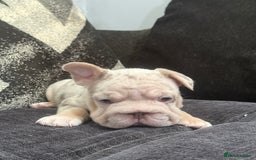 French Bulldog dogs for sale: High Quality French Bulldog Puppies  - Image 25
