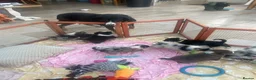 Bernese Mountain Dog dogs for sale: Stunning boy and girls available  - Advert 4