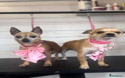 Chihuahua dogs for sale: Beautiful chihuahua puppies - Image 7