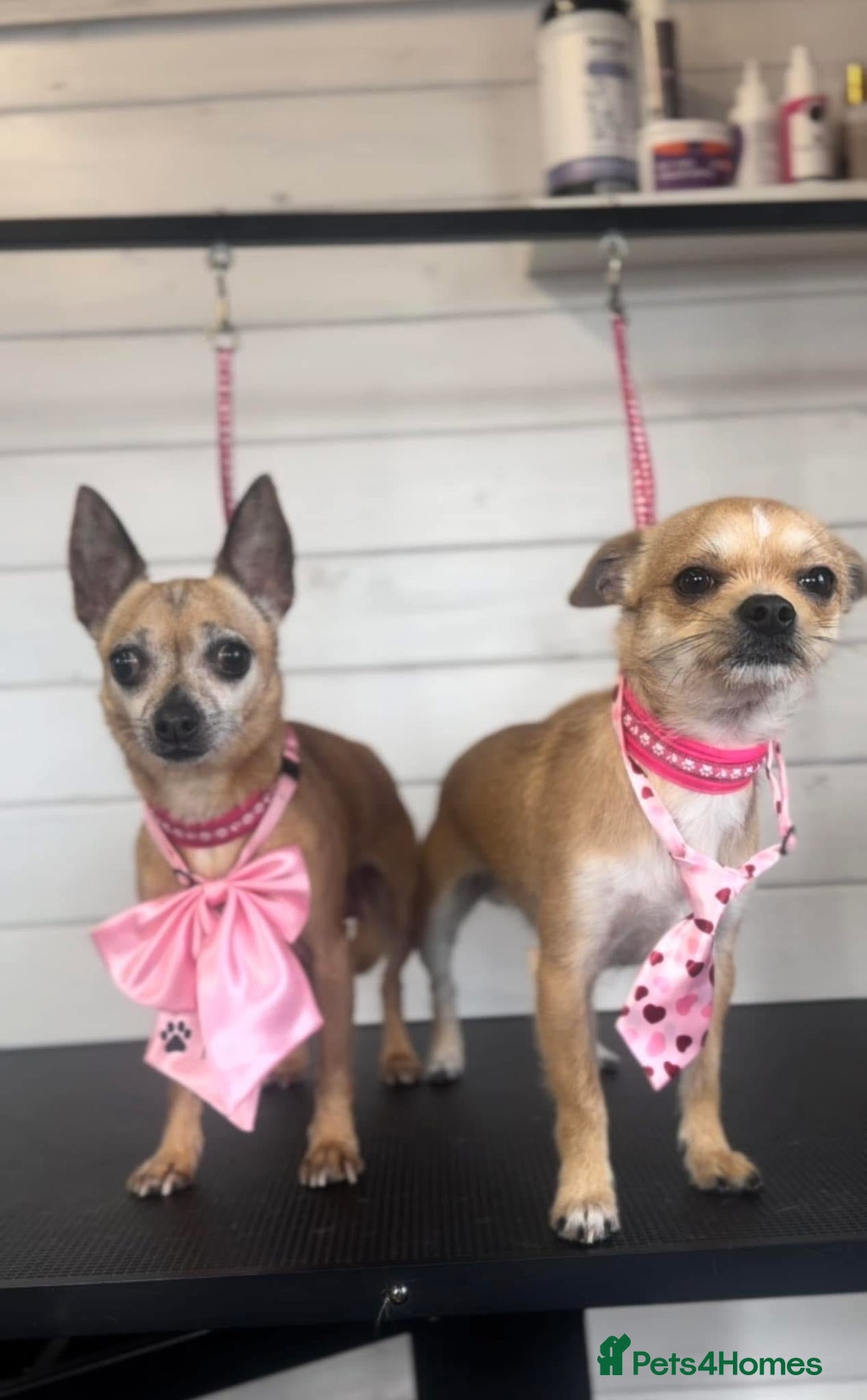 Chihuahua dogs for sale: Beautiful chihuahua puppies - Image 7