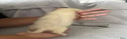 Ferret rodents for sale: Stunning part angora kits for sale in Cardiff - Advert 25