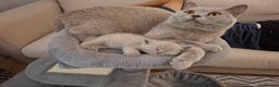 British Shorthair cats for sale: GCCF- BSH- Lilac boy and Blue girl - Advert 4