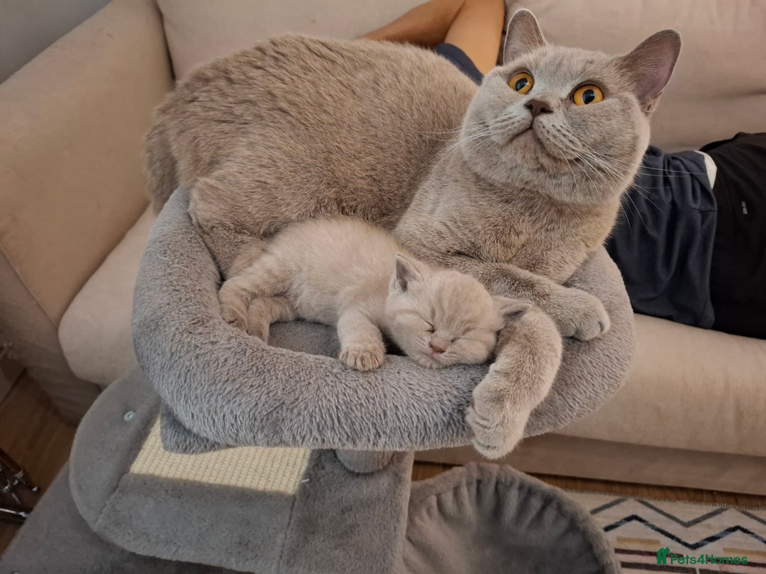 British Shorthair cats for sale: GCCF- BSH- Lilac boy and Blue girl - Advert 4
