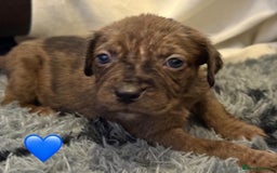 Cane Corso dogs for sale: Cane Corso puppies - Image 12