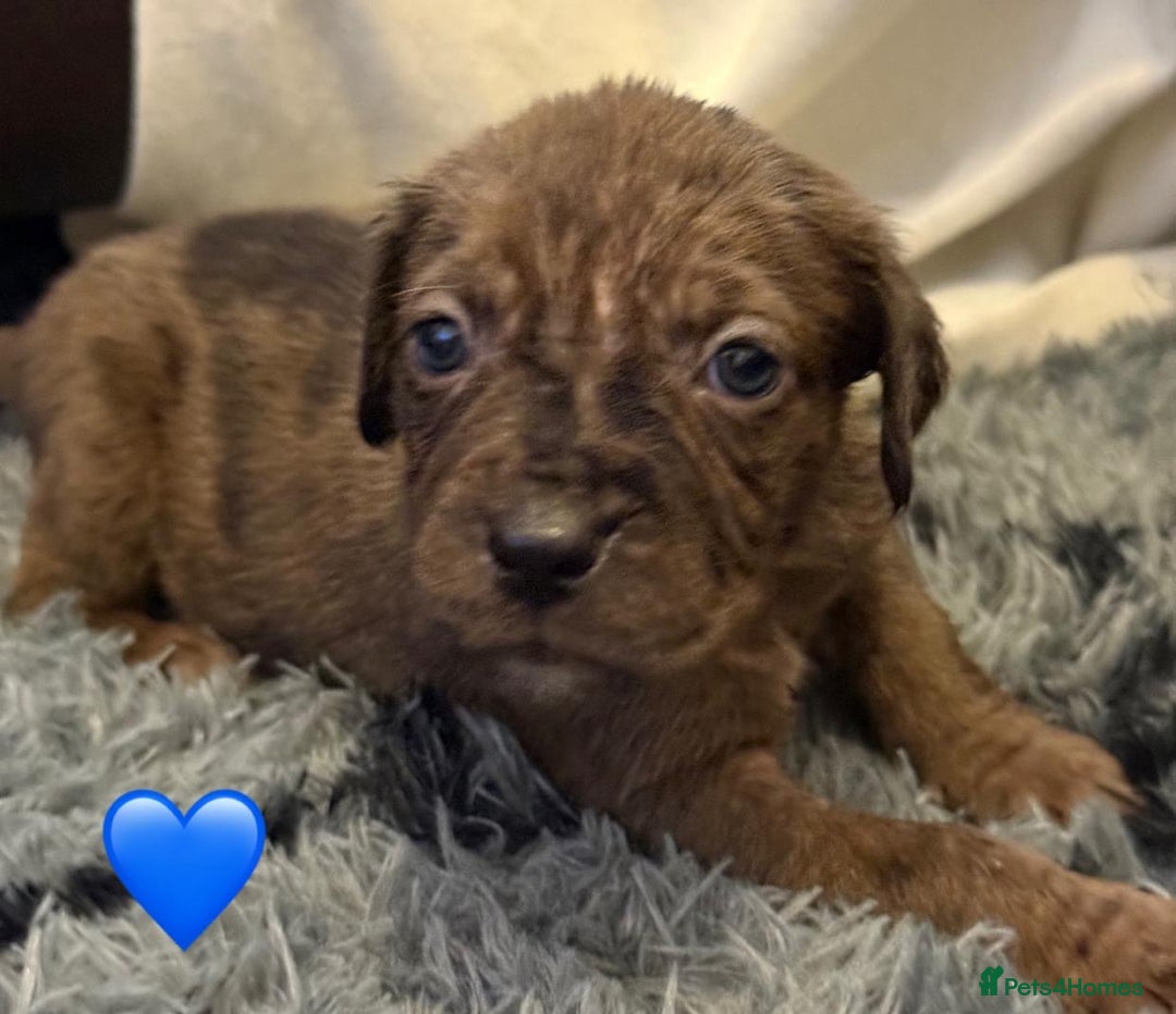 Cane Corso dogs for sale: Cane Corso puppies - Image 12