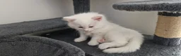 Maine Coon cats for sale: Five kittens looking for forever home.  - Advert 11
