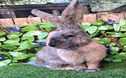 Continental Giant rabbits for sale: Super Stars Stud Service - Beautiful Proven Boys  - Advert 15