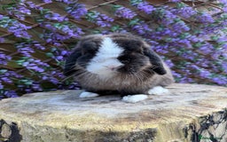 Mini Lop rabbits for sale: Mini Lop - Image 3