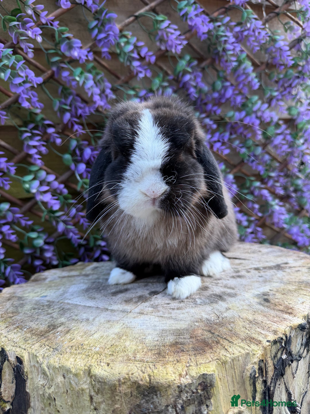 Mini Lop rabbits for sale: Mini Lop - Image 3