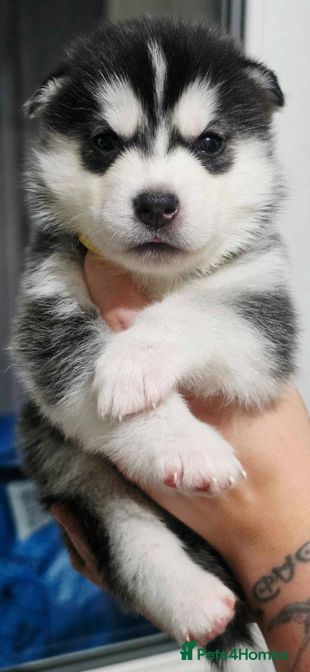 Siberian Husky dogs for sale: 8 Beautiful Siberian Husky puppies for sale - Advert 2