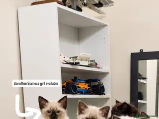 Siamese cats READY NOW TWO GORGEOUS SIAMESE GIRLS - Advert 3