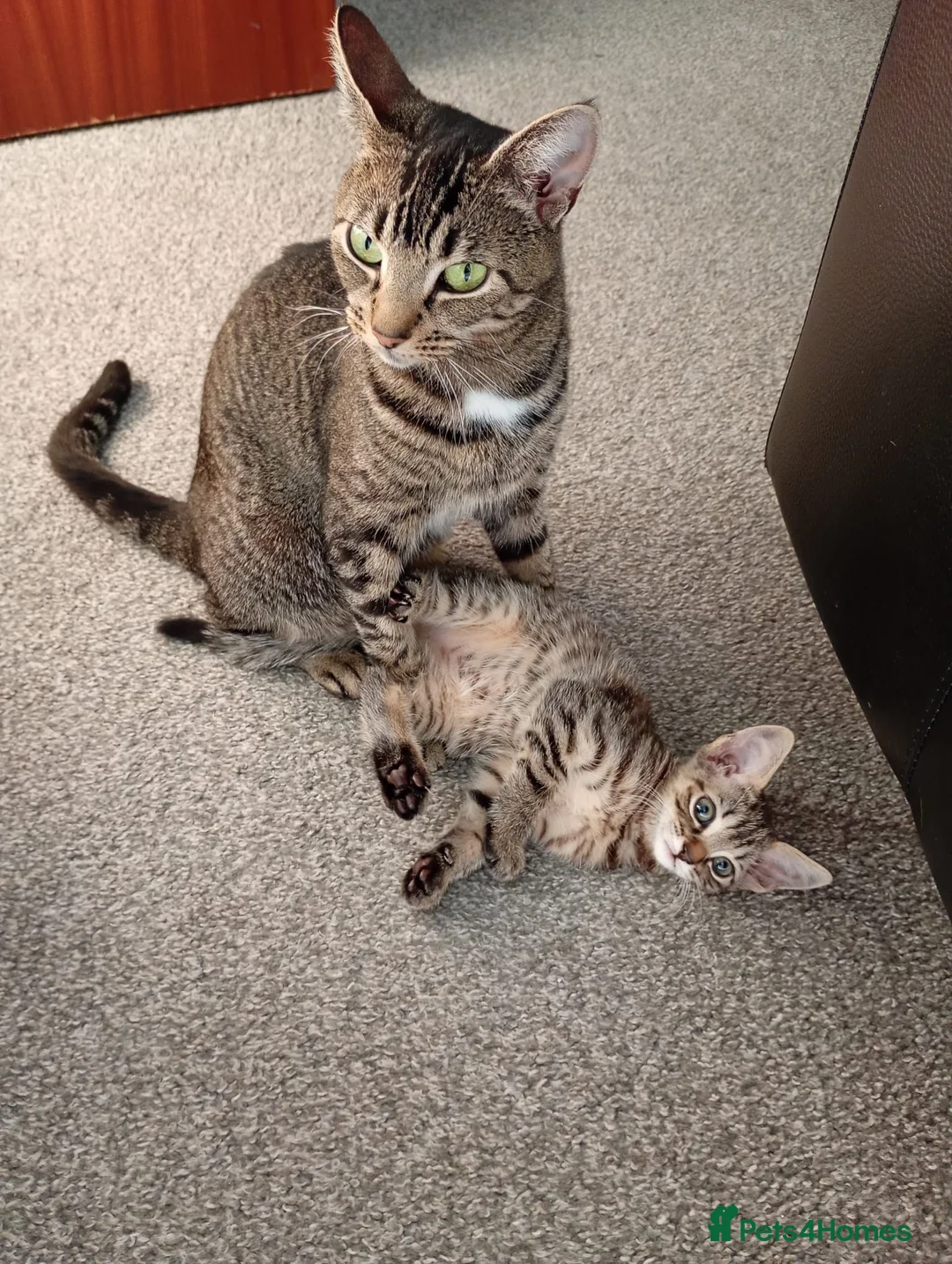Bengal cats for sale: Beautiful Bengal female  in Chester - Advert 1