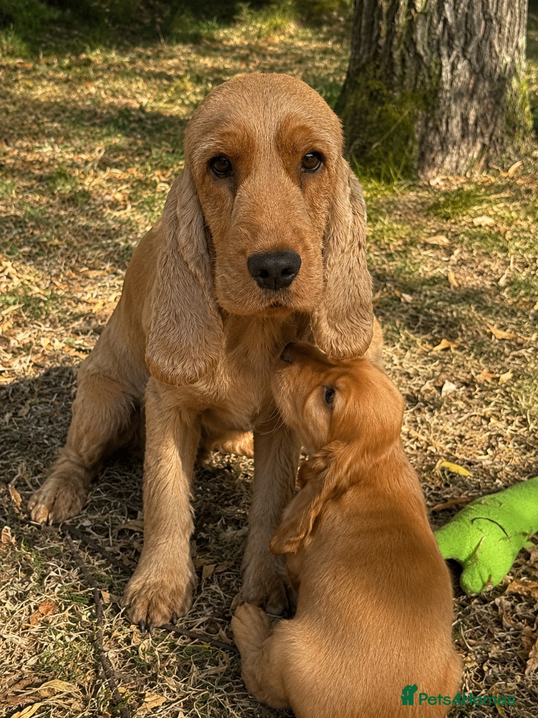 Cocker Spaniel dogs ❤️BEAUTIFUL GOLDEN COCKER SPANIEL 100% SHOWTYPE❤️ - Advert 1