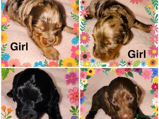 Cockapoo dogs ❤️DNA Tested Rare Sable Cockapoos, Ready 5th Feb - Advert 1
