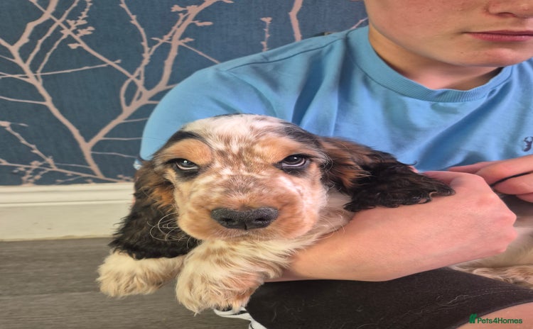 Cocker Spaniel dogs - Advert 1