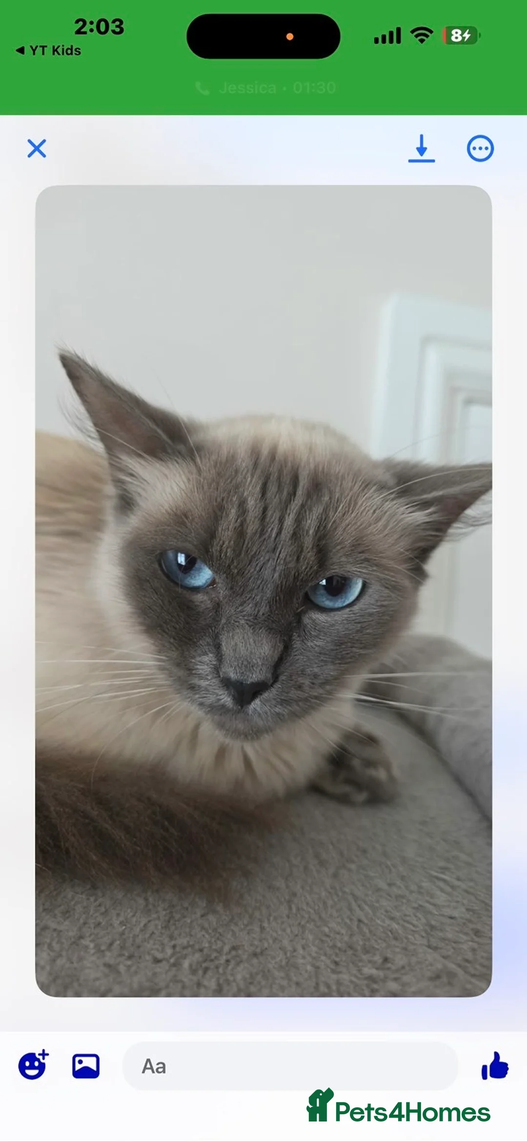 Ragdoll cats for sale: Ragdoll female  - Advert 2