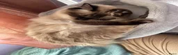 Ragdoll cats for sale: 6th Generation* Purebreed Pedigree Ragdoll Kittens - Advert 31