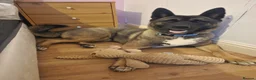 Akita dogs for sale:  2 year old Akita  - Advert 1