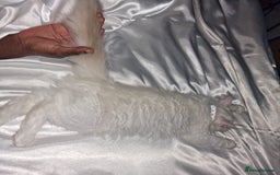 Ragdoll cats for sale: My buddy - Image 2