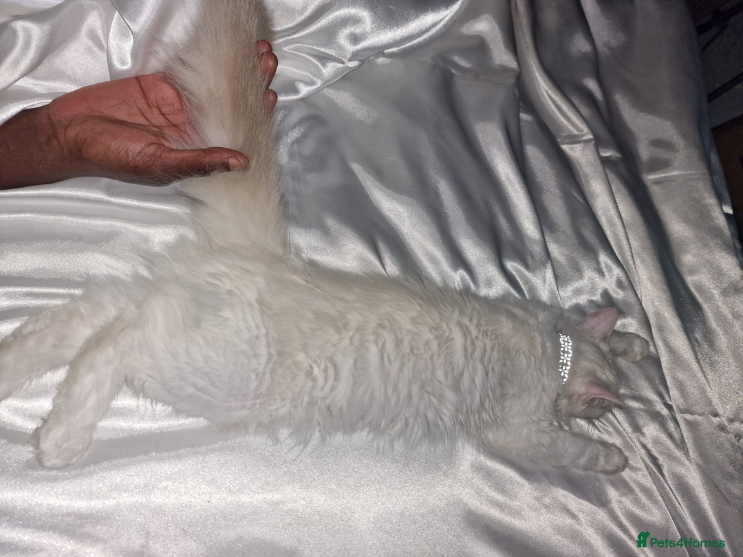Ragdoll cats for sale: My buddy - Image 2