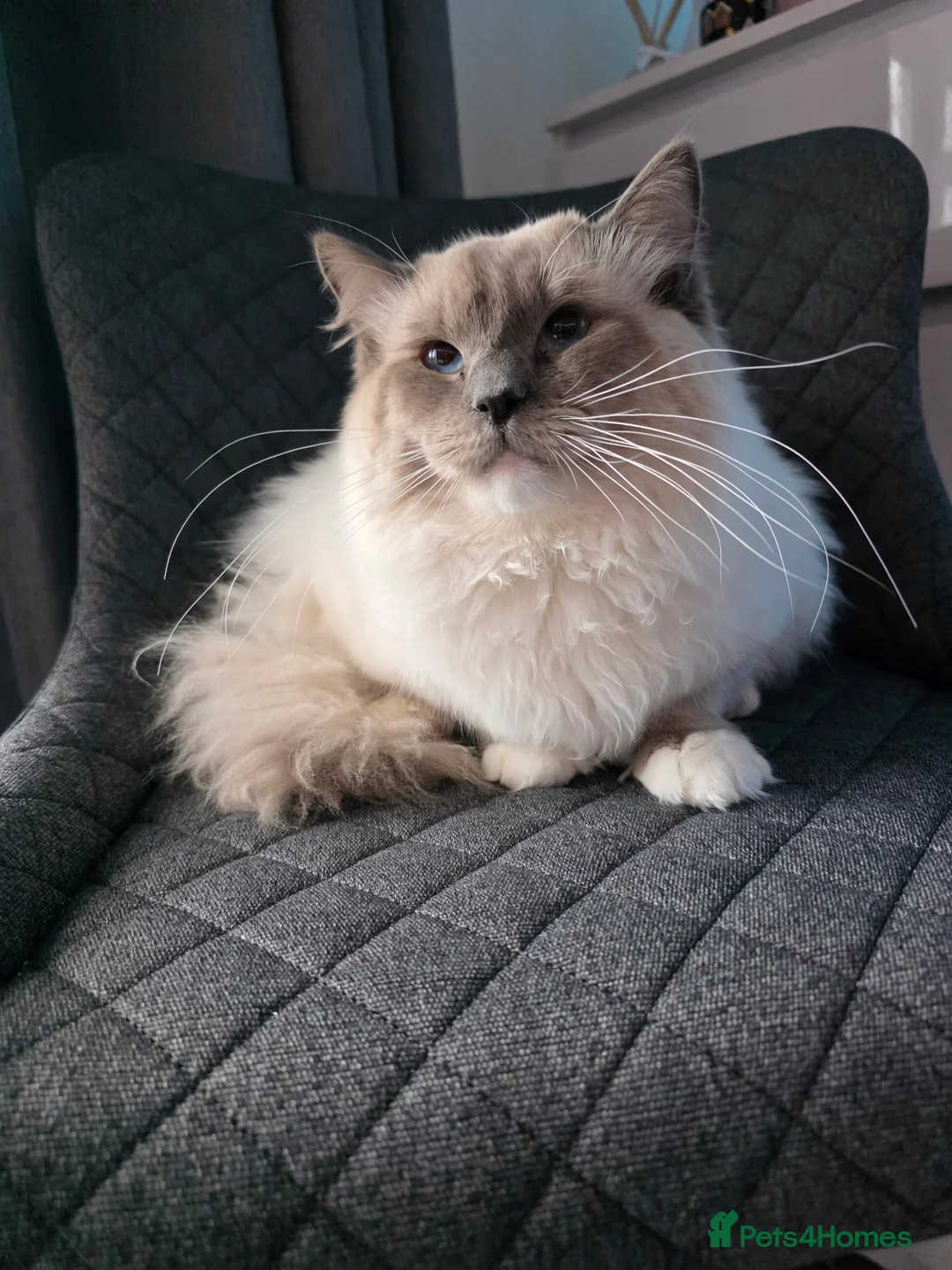 Ragdoll cats for stud:  Outstanding Blue Point Ragdoll Stud – £250  - Advert 2