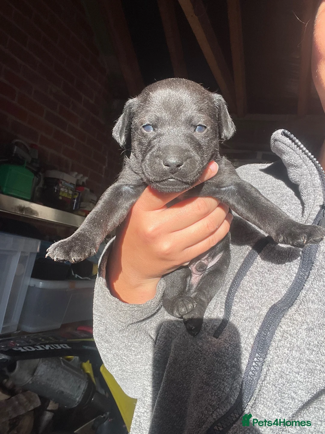 Patterdale Terrier dogs for sale: Beautiful Black Patterdale Boy  in Northampton - Advert 2
