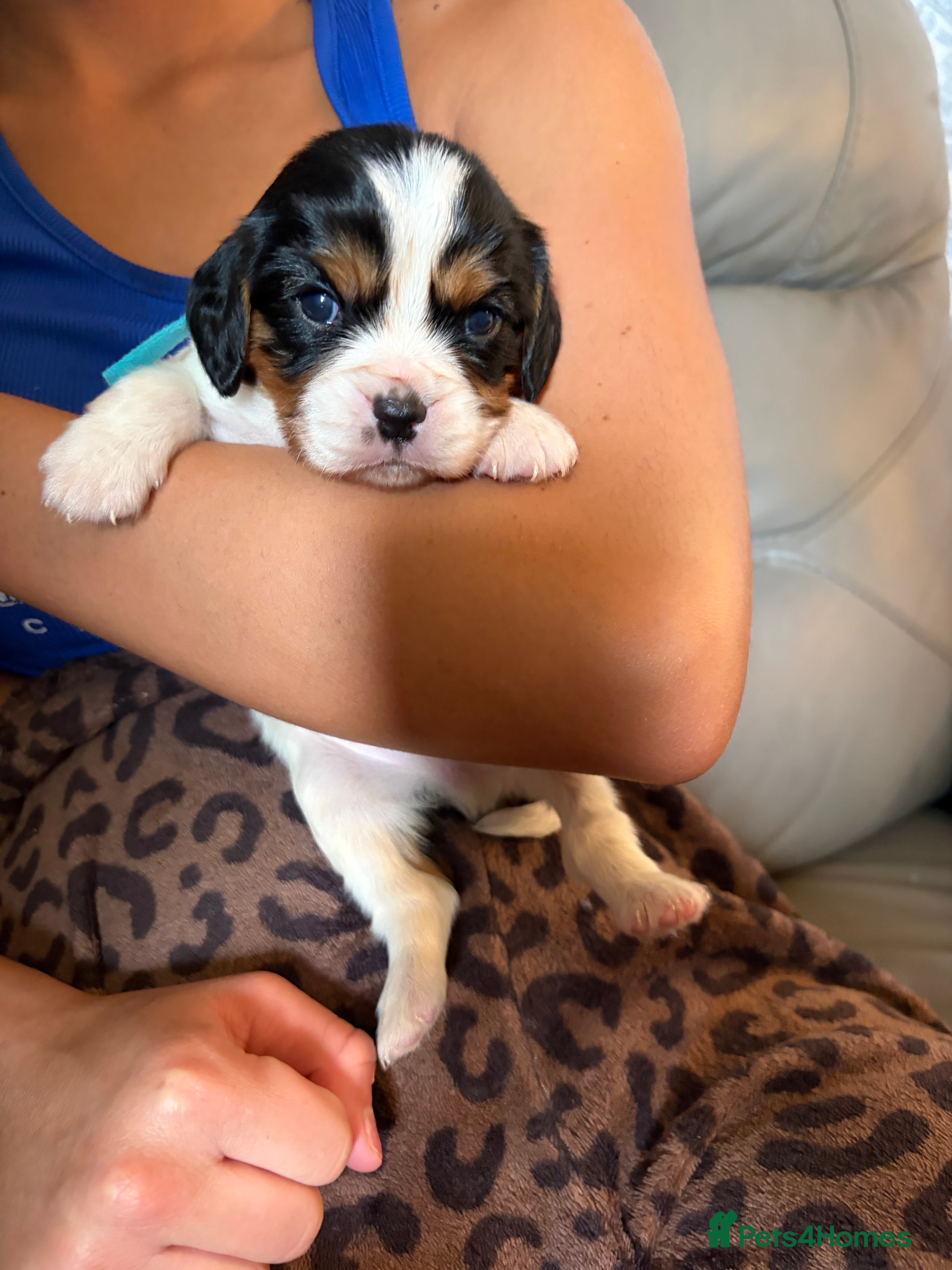 Cavalier King Charles Spaniel dogs KC registered King Charles cavaliers  - Advert 2