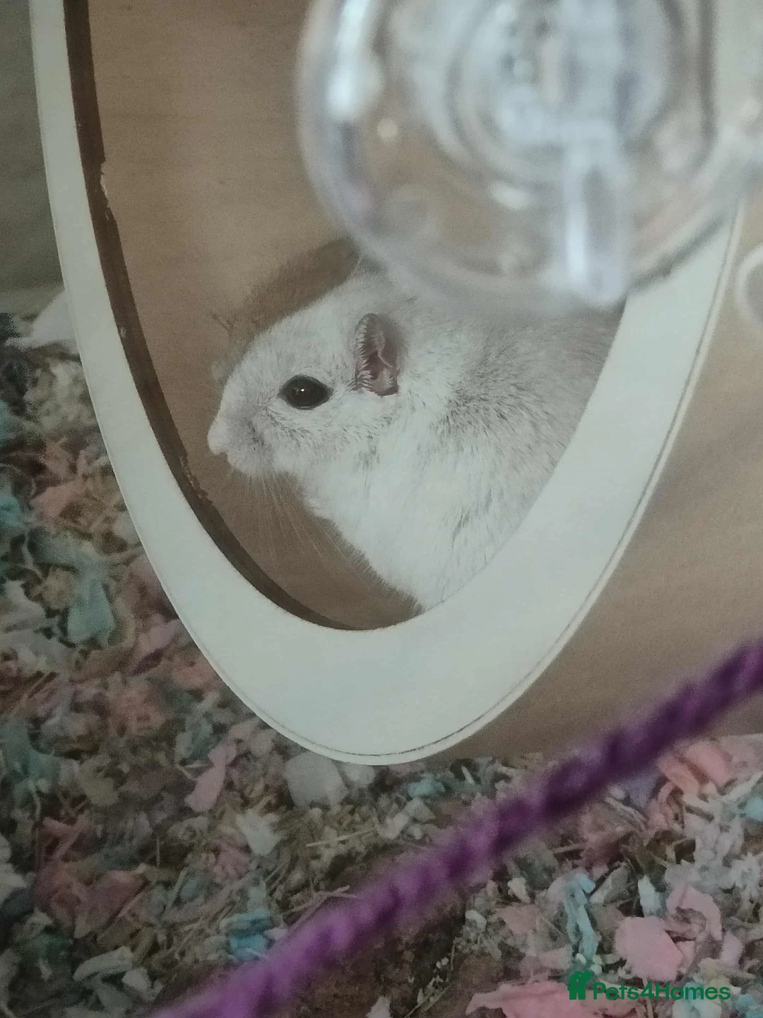 Gerbil rodents for sale: LONE GERBIL ROUGHLY 1 YEAR OLD  - Advert 2