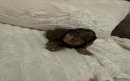 Miniature Dachshund dogs for sale: Miniature dachshunds  - Image 23