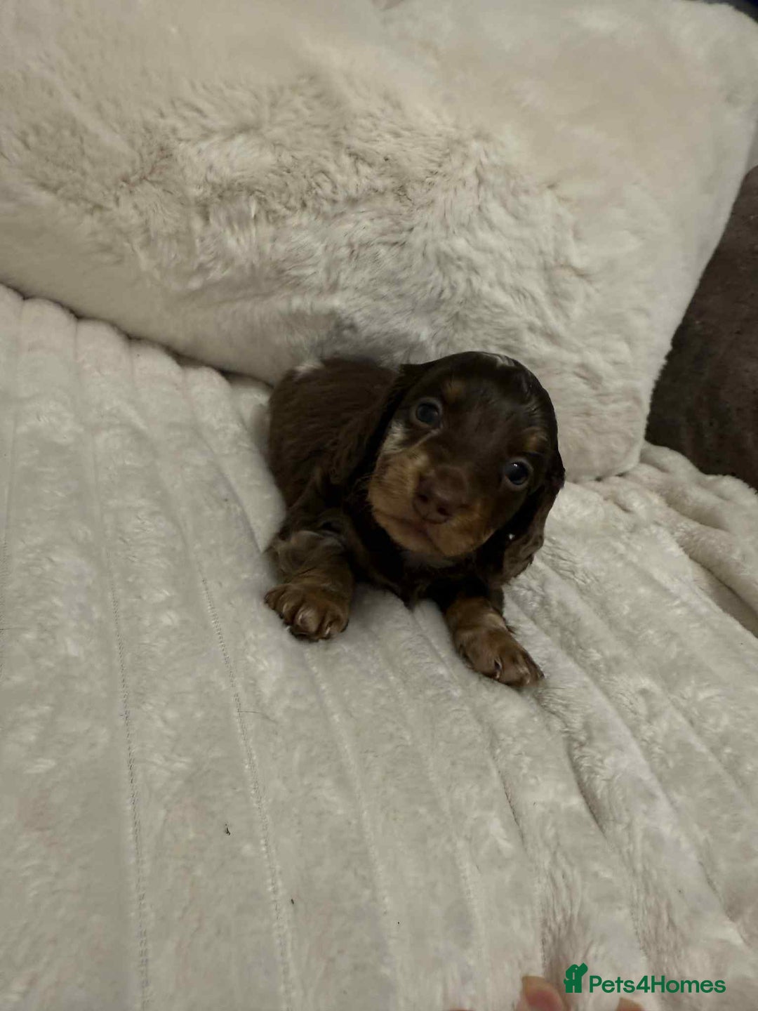 Miniature Dachshund dogs for sale: Miniature dachshunds  - Image 23