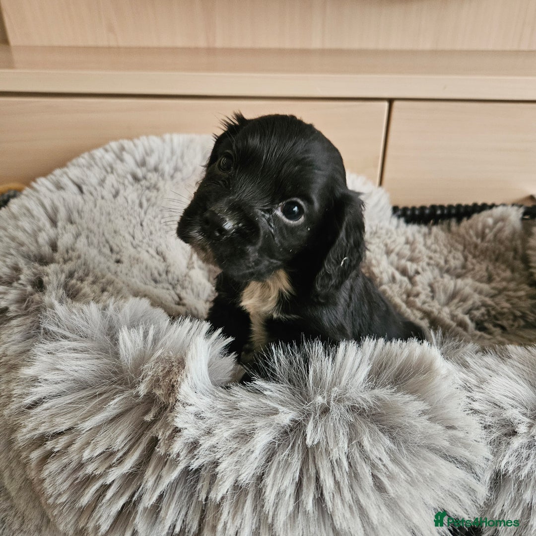 Cocker Spaniel dogs for sale: Rare Merle Working Type Cocker Spaniels - Advert 27