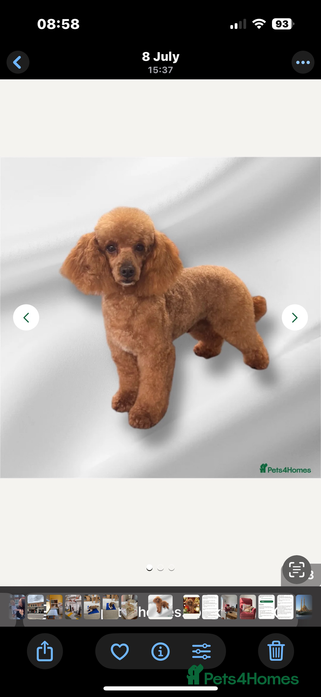 Cavapoo dogs for sale: Cavapoo pup for sale - Image 8