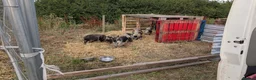 Pig livestock for sale: Kune kune cross boys  in Frinton-on-Sea - Advert 2