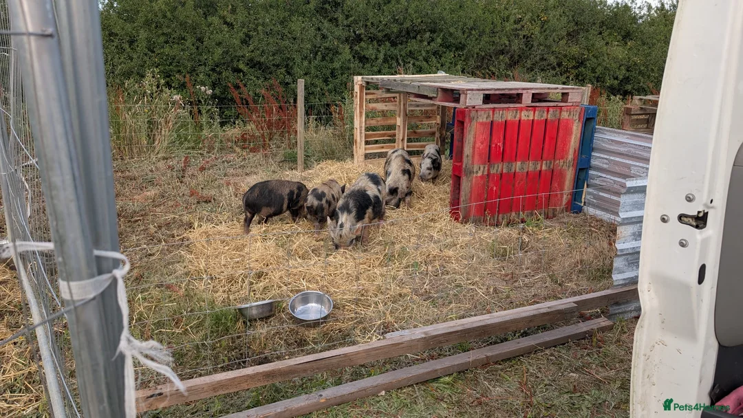 Pig livestock for sale: Kune kune cross boys  in Frinton-on-Sea - Advert 2