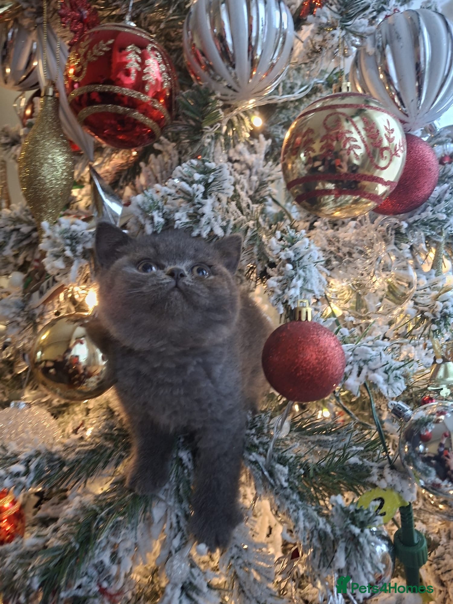 British Shorthair cats Blue British shorthair 🏆🏆🏆💙💙💙 - Advert 3