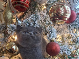 British Shorthair cats Blue British shorthair 🏆🏆🏆💙💙💙 - Advert 3