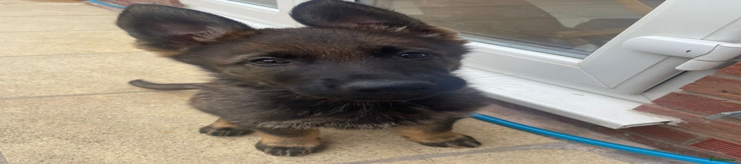 Rocky: German Shepherd Puppy 2
