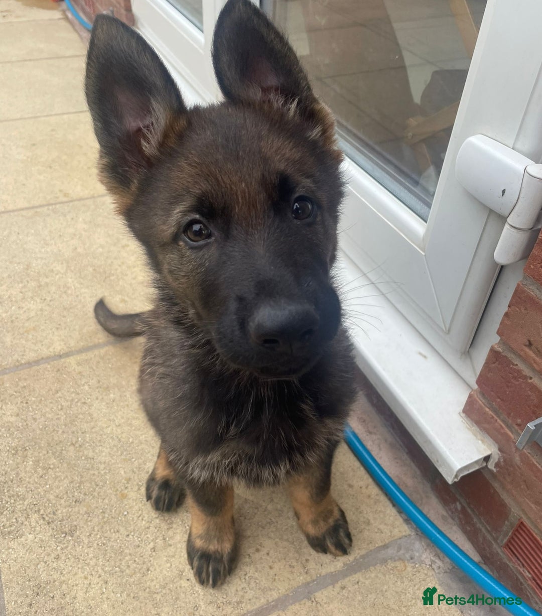 German Shepherd dogs for sale: German Shepherd Puppies-Trained Protection Parents - Image 4