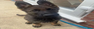 Rocky: German Shepherd Puppy 2