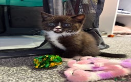 British Shorthair cats for sale: Luna’s Litter 🩶 - Image 3