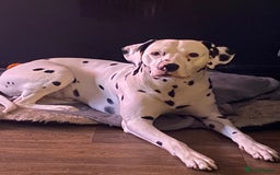 Dalmatian dogs for stud: Proven KC Dalmatian stud baer+\+ in Wigan - Image 22