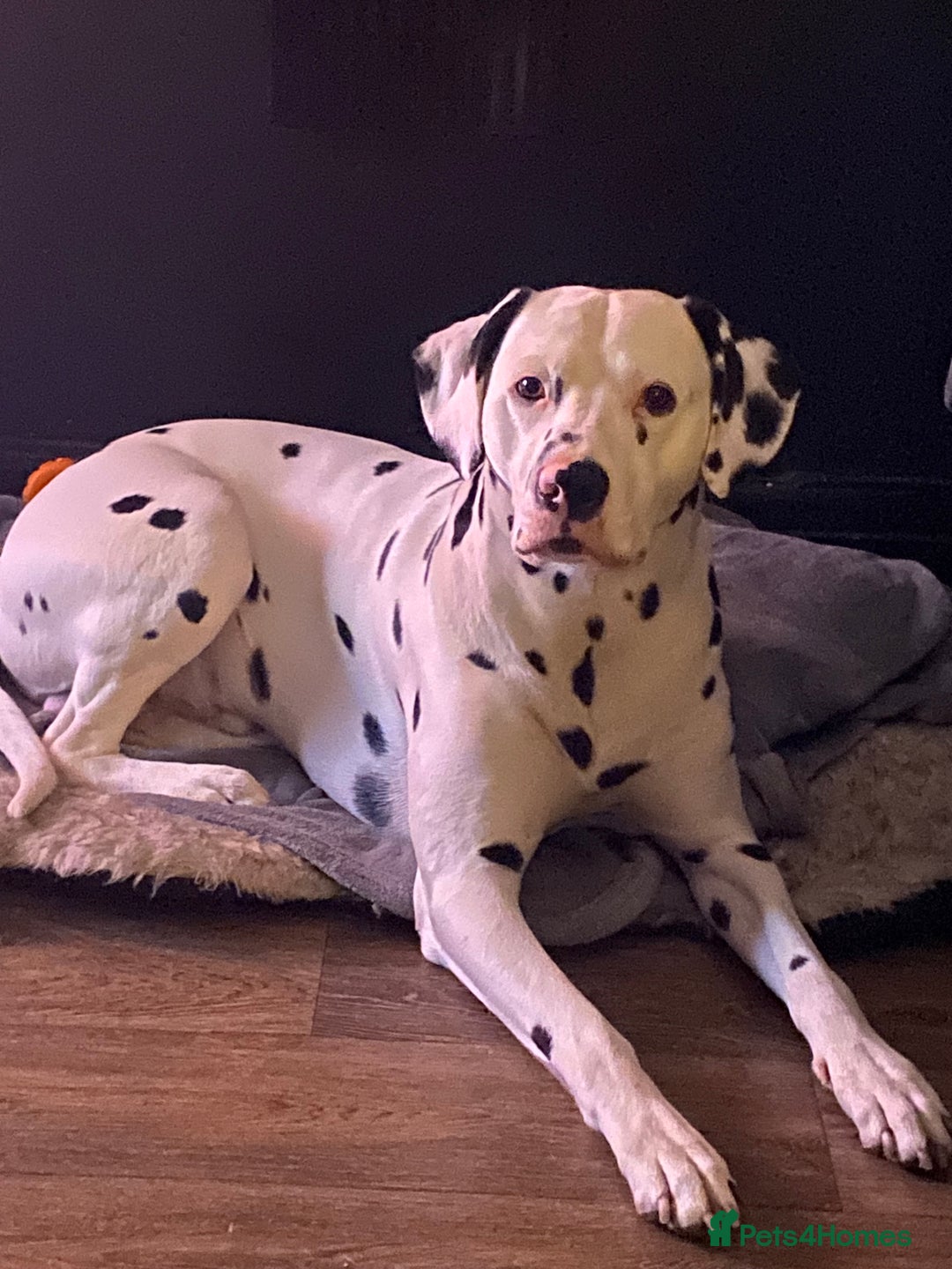 Dalmatian dogs for stud: Proven KC Dalmatian stud baer+\+ in Wigan - Image 22