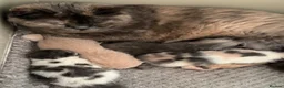 British Shorthair cats for sale: TICA Registered British Short Hair  in Havant - Advert 10