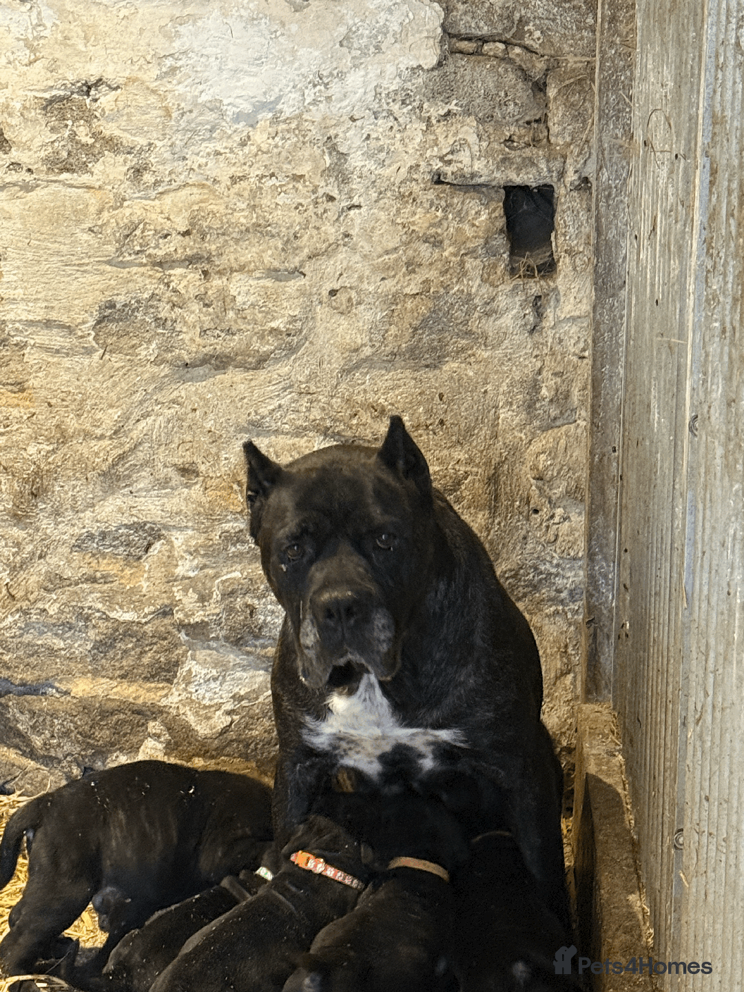 Cane Corso dogs for sale: 9 Beautiful Cane Corso Puppies for sale  - Image 15