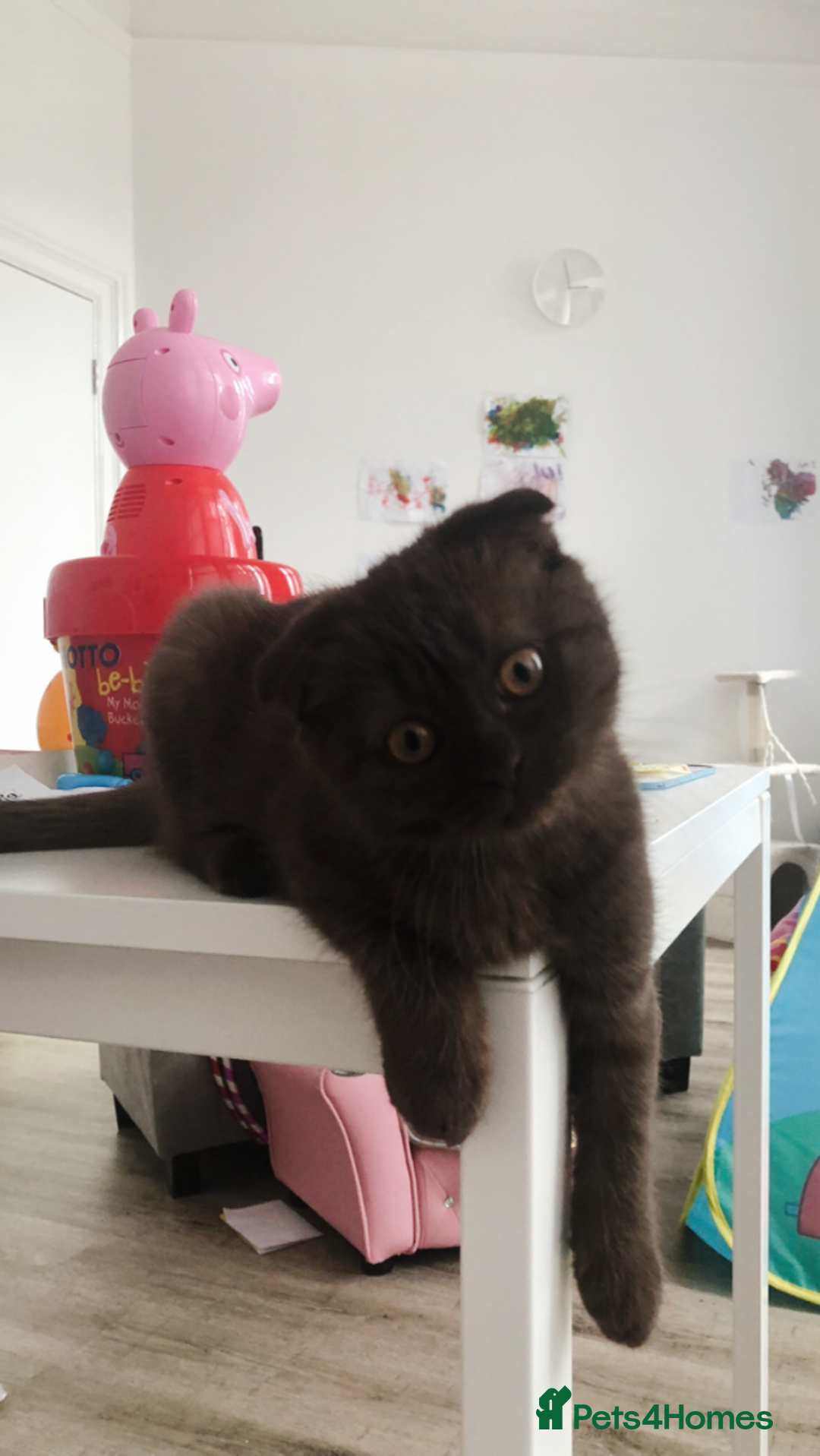 Scottish Fold cats for sale: 🐾 Rare Chocolate Beauty in Edinburgh 🏡 - Advert 14