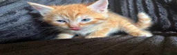 Mixed Breed cats for sale: Beautiful Tortoiseshell & ginger kittens  - Advert 7