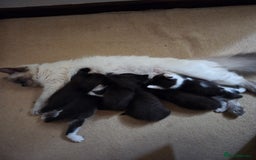 Mixed Breed cats for sale: Ragdoll X Kittens - Image 14
