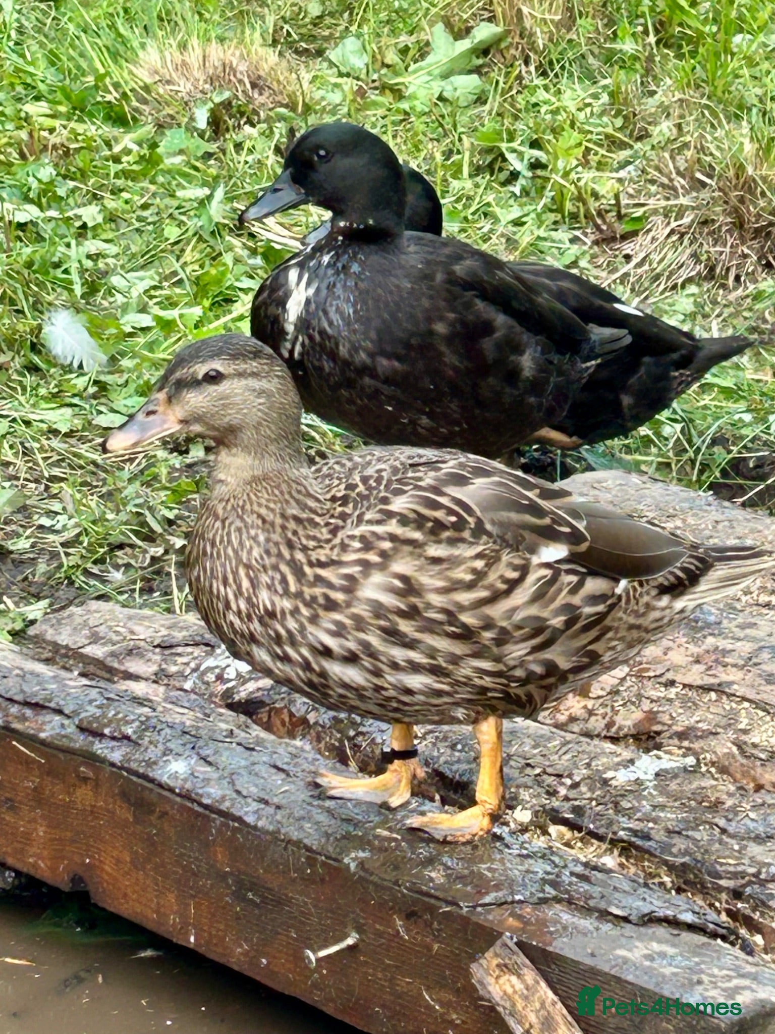 Ducks poultry Pairs of Call Ducks - Advert 1